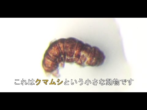クマムシの強さの謎を解く | UTokyo Research