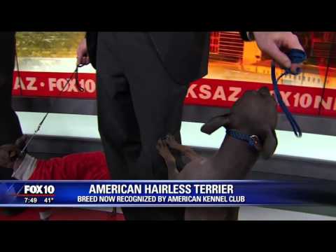 download lagu mp3 mp4 American Hairless Terrier Rescue, download lagu American Hairless Terrier Rescue gratis, unduh video klip American Hairless Terrier Rescue