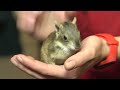 Kerodon Rupestris Скельна каві моко Rock Cavy Mocо