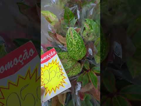 aglaonema
