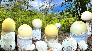 ลุยดงลึกเก็บเห็ดระโงกใหญ่ ทั้งตูมทั้งไข่ใหญ่ๆทั้งนั้น งามหลาย