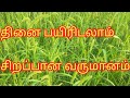 Thenai தினை சாகுபடி செய்யலாம்