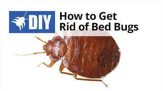 How to Get Rid of Bed Bugs - Quick Tips