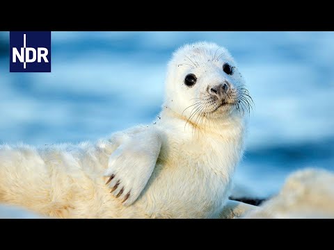 Wilde Ostsee - Von Estland bis Finnland | NDR
