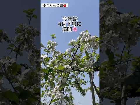 庭にどの果樹を一緒に植えるか