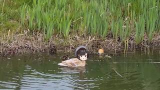 Subaru duck protecting children | Animal hololive