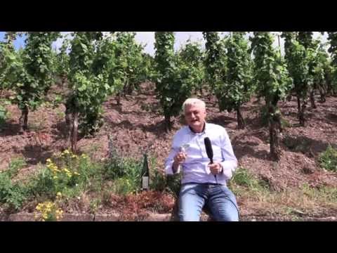 VIF Wein des Monats August: 2015 Scharzhofberger Riesling Spätlese vom Weingut Peters/Saar