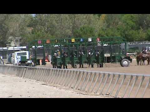 Race 1 Quarter Horse Maiden 300 Yards - Classic Dynasty Dash