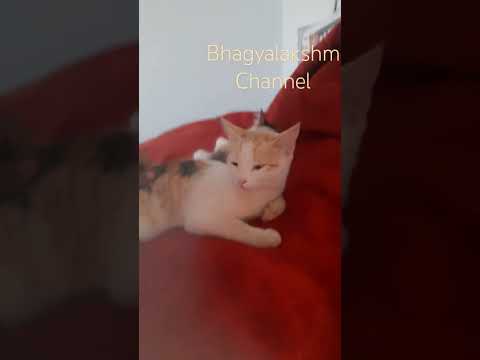 #cats #flute #catlover #youtubeshorts #bangalore #animal #animalofficialtrailer