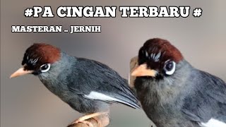 Download lagu Masteran Burung POKSAY Mandarin jernih.. Gacor Bersuara Merdu Cocok Buat Pancingan & Pikat Terbaru mp3