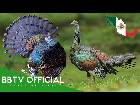 Birds Of Mexico | Most Beautiful Birds Found in Mexico You've Never Seen | BBTV Official