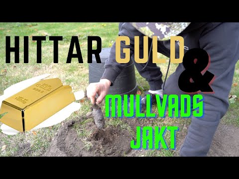 MULLVADS JAKT & HITTAR GULD !! VLOGG #2