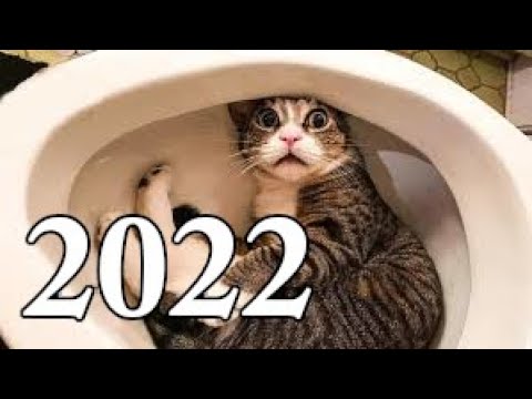 Śmieszne koty 2022