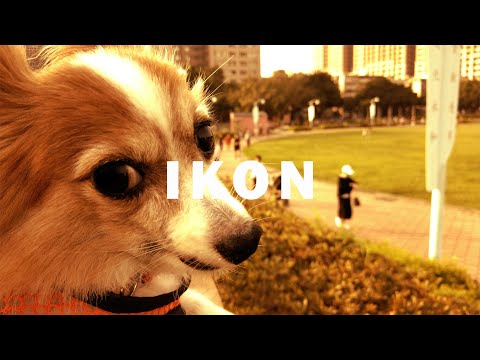 James T. Hong : Animal | Ikon Gallery