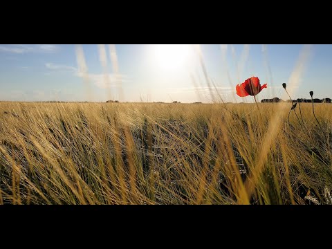 A la una yo nací -Alalumbre Folk-