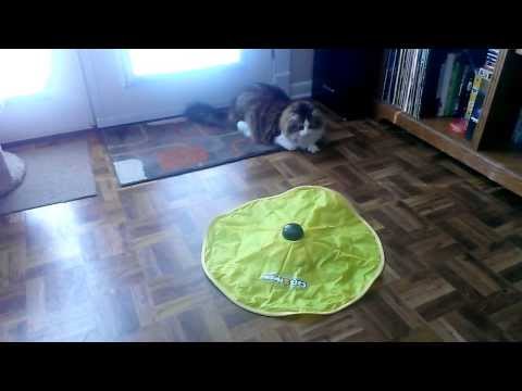 Ludo Loves His New Toy