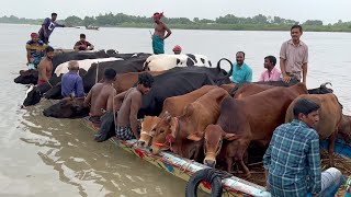 Download Lagu cow unloading, cow videos, cow video, big cow, goru hamba cow, Ep - 143 Thumbnail