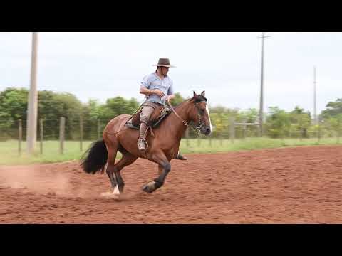 Lote 11 LA CASTELLANA OSTRA