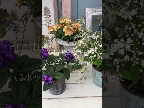 園芸 インド産ラフィオレピド