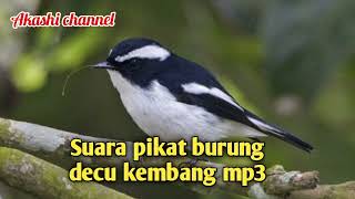 Download lagu Suara pikat burung decu kembang mp3 mp3