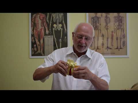 Dr. Ormos Gábor - A krónikus, ismétlődő derékfájás tornagyakorlatai