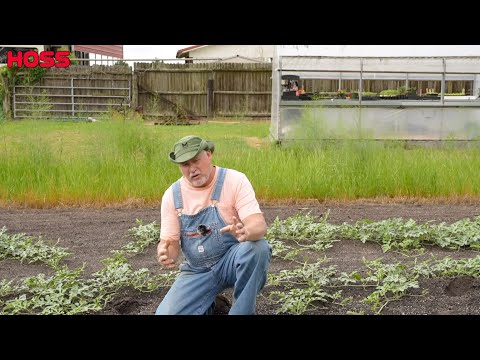 These Little Tricks Will Make Your Watermelons Very Happy!