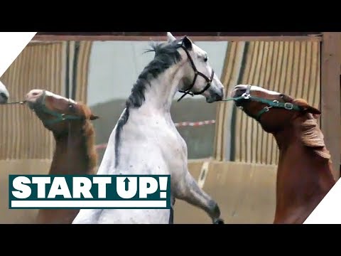 Wilde Pferde zähmen: "Ich hab so Schiss da reinzugehen!" | Start Up! | SAT.1 TV