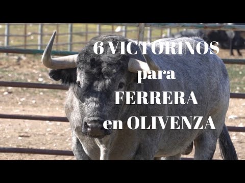 RECUERDA SEIS TOROS VICTORINOS para ANTONIO FERRERA en OLIVENZA