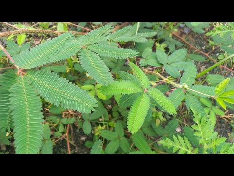 , title : 'DORMIDEIRA VOCÊ NÃO FAZ IDÉIA DO PODER MEDICINAL QUE ESSA PLANTA TEM.- INCRÍVEL! 😱'