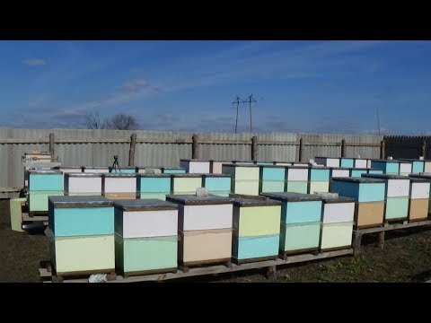 Объединение зимовалой пчелы весной на пасеке