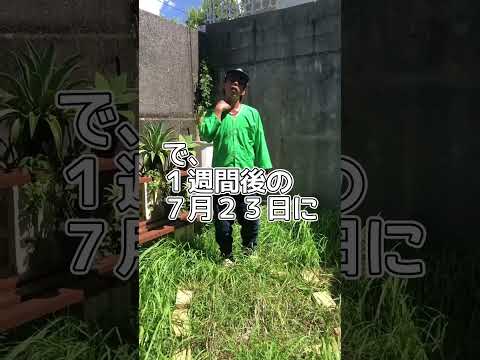 重曹の使用 園芸上の問題 昆虫 真菌性疾患