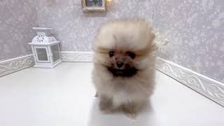 ポメラニアンの動画01