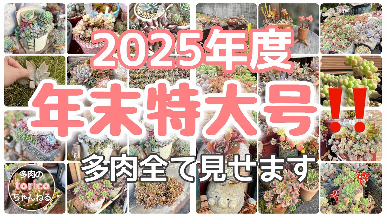 2025年度【月末多肉】年末特大号‼️