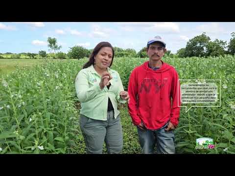 Productores siembran ajonjolí en San Rafael del Sur #culturagrotv #inta