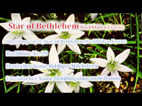 Star of Bethlehem Bachblüten Essenz