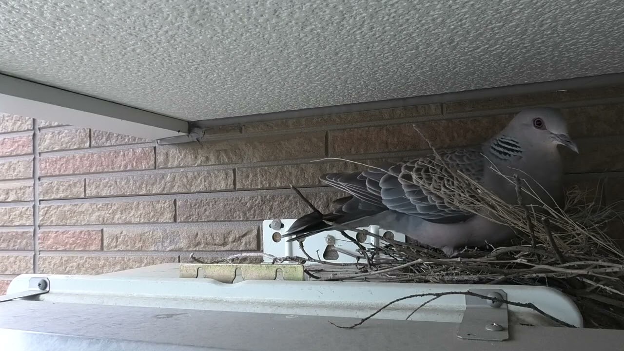 キジバトの巣を観察　2025.6.28