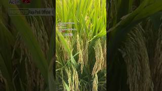 Download lagu Pesona Padi Vietnam🇻🇳 Di Aceh mp3