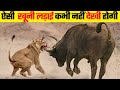 जानवरों की सबसे भयानक लड़ाई 10 Most Dangerous Wild Ani