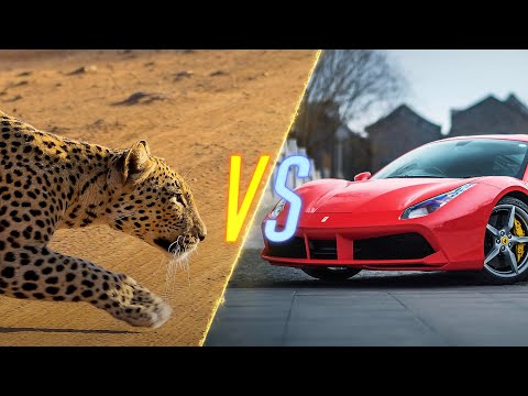 Cheetah VS Ferrari