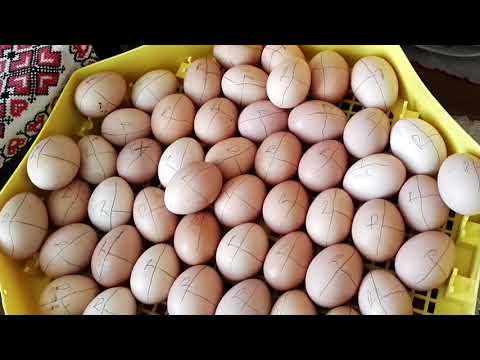 hogyan hozhatunk helminth tojásokat