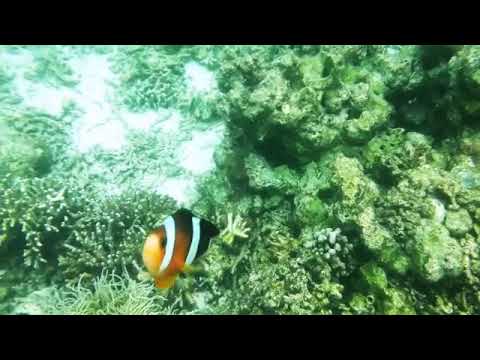 Clownfish couple vs human invaders