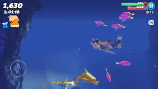 Play with smooth hammerheads (video 54)