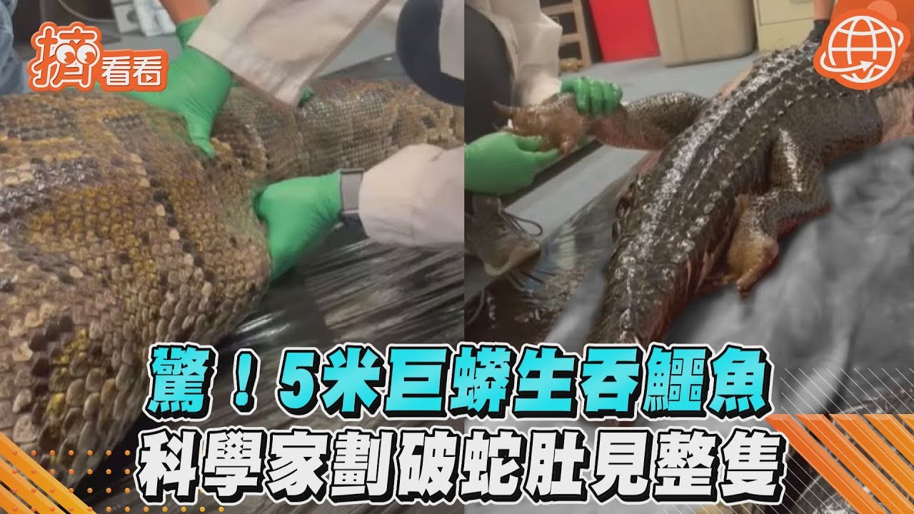 5公尺巨蟒腹部異常鼓起　解剖驚見「完整鱷魚」藏肚內