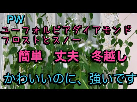 園芸 ユーフォルビア ダイヤモンドフロスト