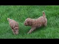 Miniature Poodle dogs for sale: Buster - Video 1