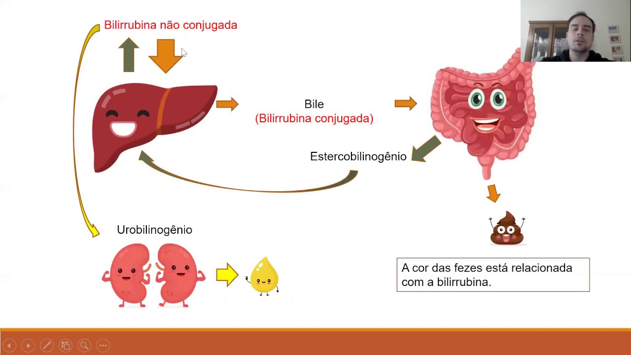 Marcadores plasmáticos de função e lesão hepática - Bilirrubina