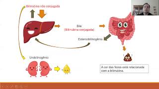 Marcadores plasmáticos de função e lesão hepática - Bilirrubina