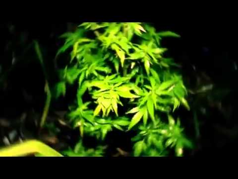Miky Ding la-Weed tou lé jou