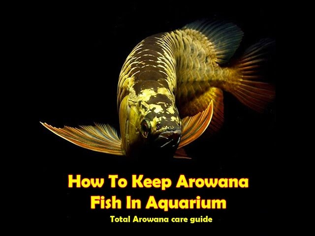 How To Keep Arowana Fish In Aquarium # Arowana Care Guide