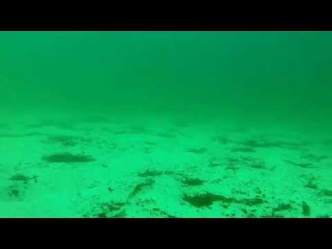 Underwater video, fishing plaice in Norway